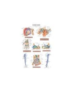 Planche d'anatomie. 5 : Les articulations : membre supérieur