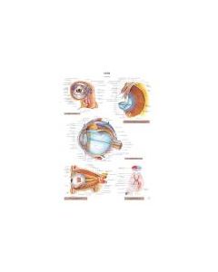 Planche d'anatomie. 19 : L'oeil